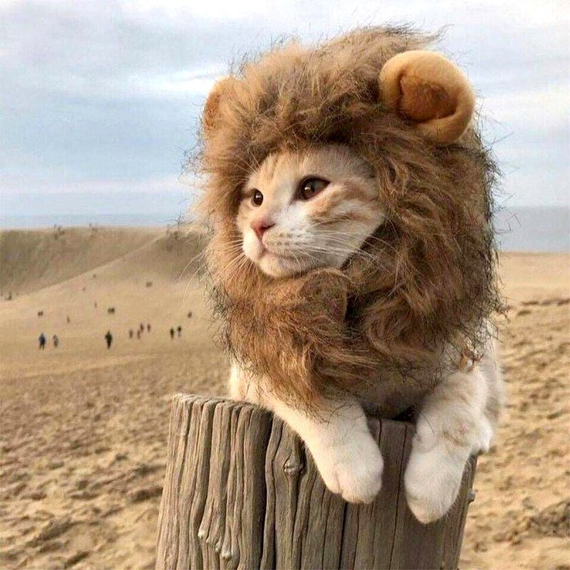 Lion Wig Cap for Cats or Dogs