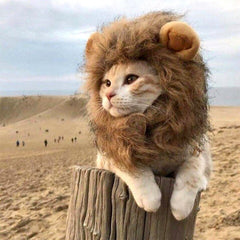 Lion Wig Cap for Cats or Dogs